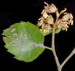 Image: K.A. Ford © Landcare Research 2015 